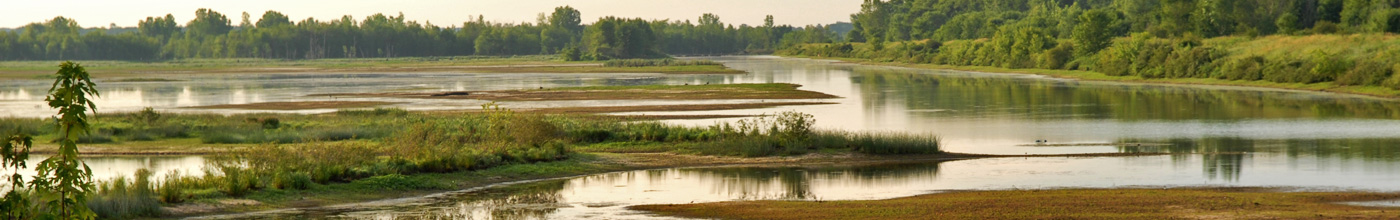 view of wetland