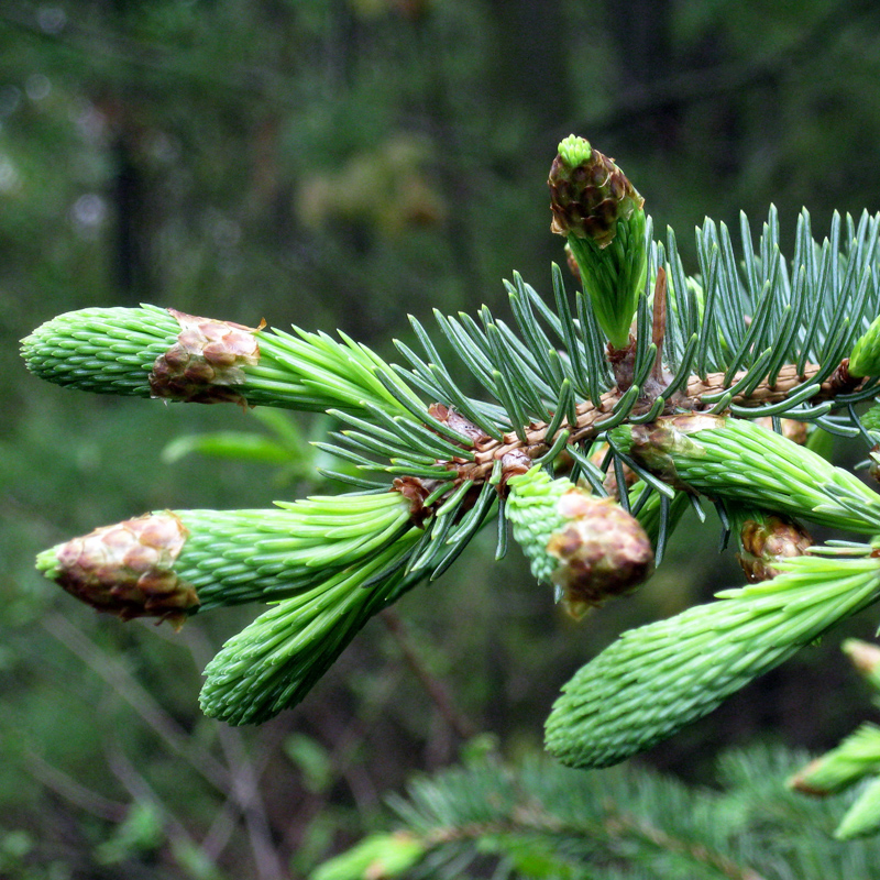 Spruce Branch